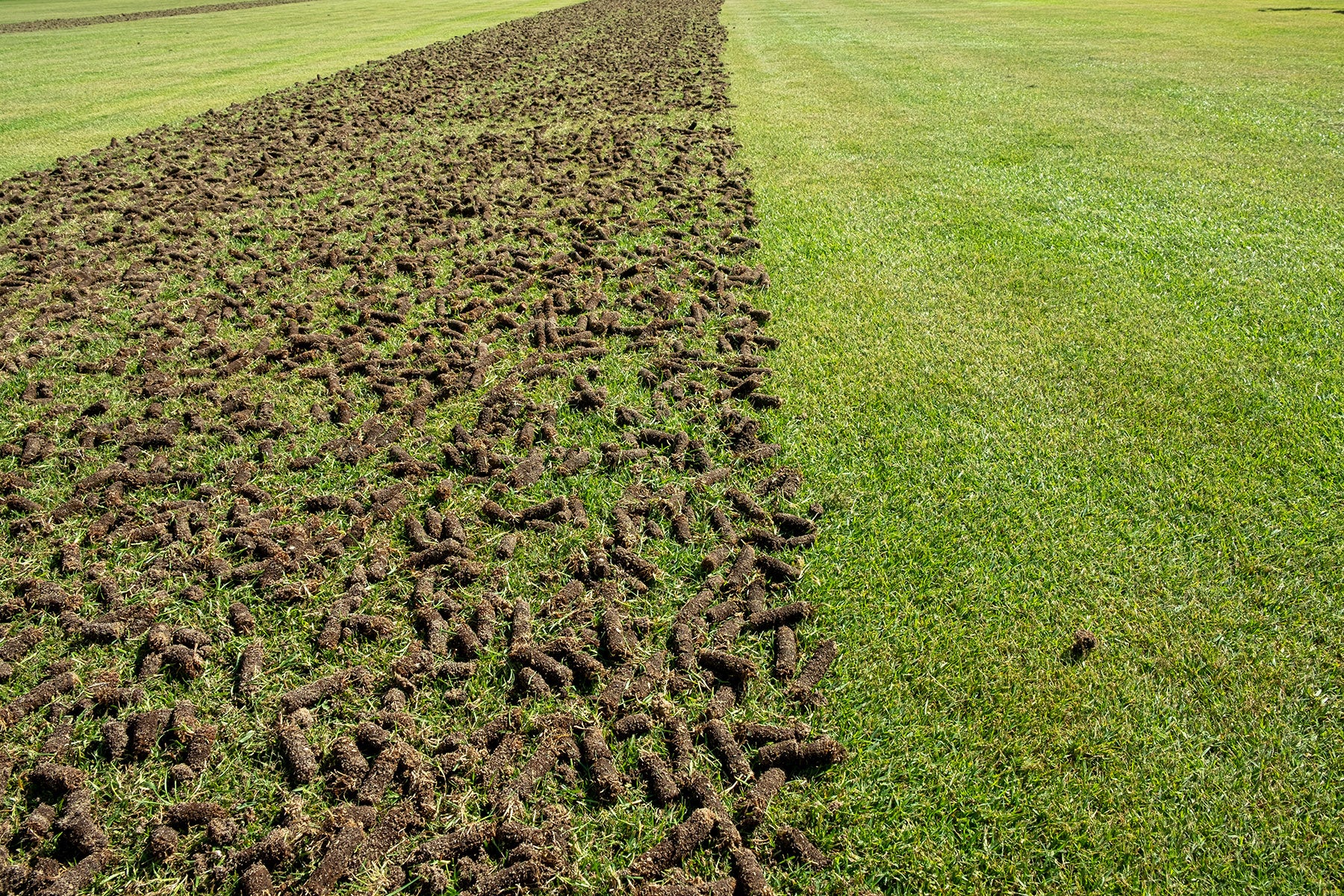 Wicked Green lawn aeration services, York, Maine.