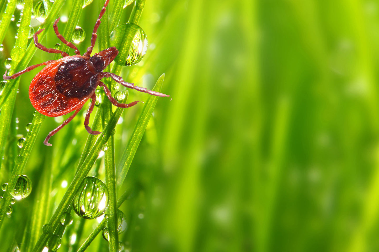 Wicked Green tick and mosquito control services, York, Maine.